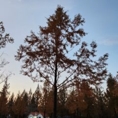 가정의일일 방문